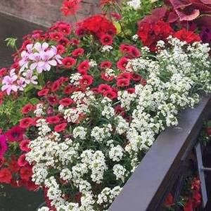 Meet your Posher, Shirley